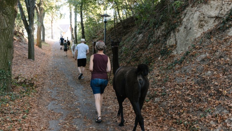 Llama hike, © Lama2go / Melina Baumgartner