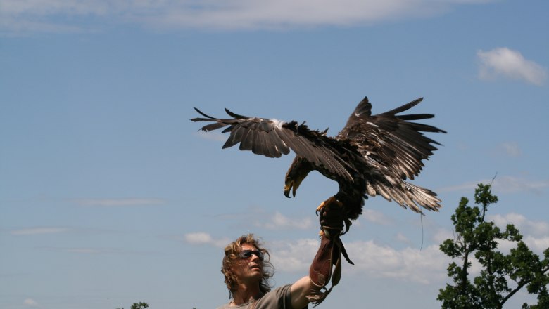 Ein Mann mit Handschuh hält einen Adler, der seine Flügel ausbreitet, vor einem blauen Himmel.