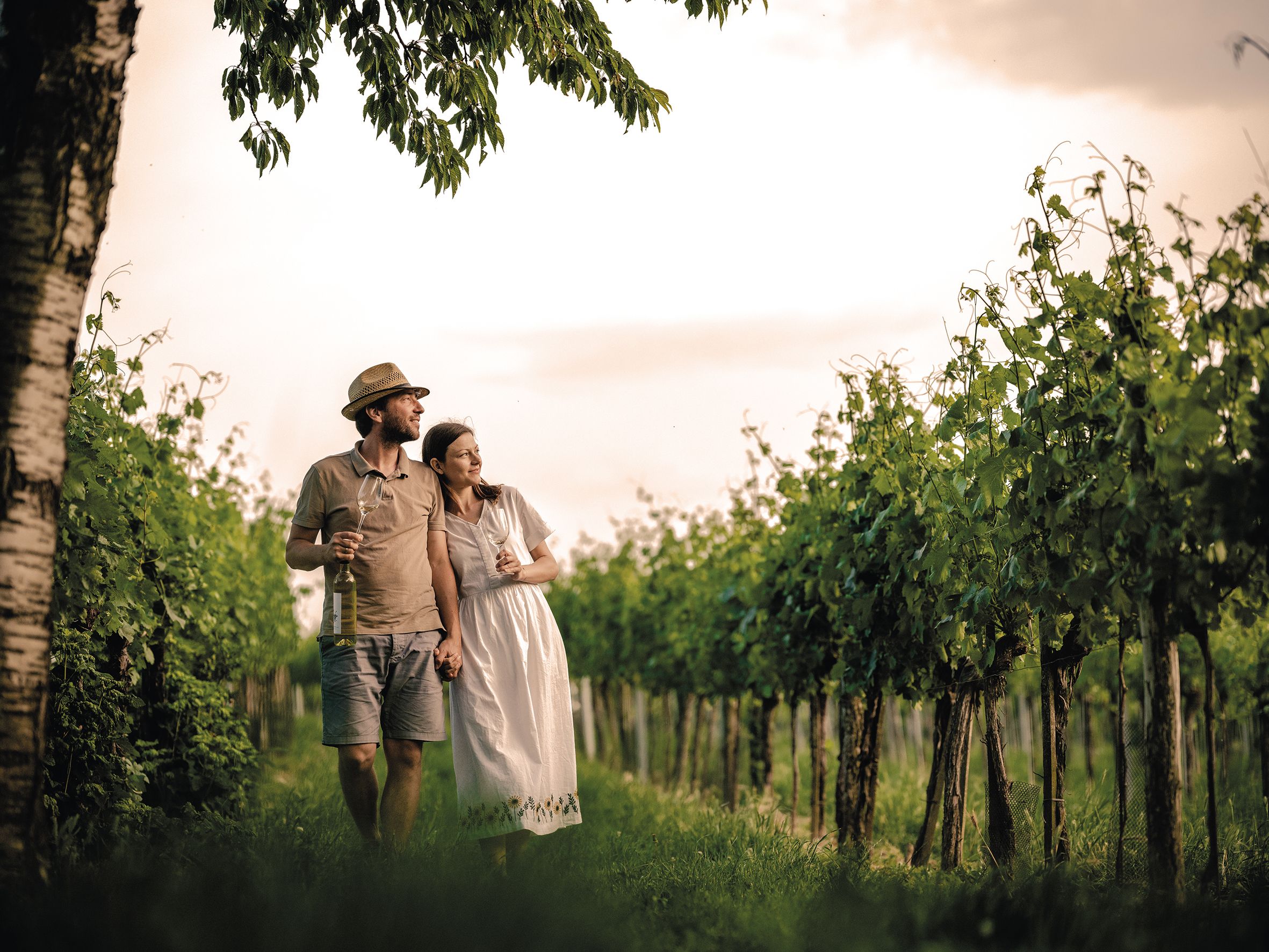 Ein Pärchen geht durch einen Weingarten bei sommerlichem Wetter und genießt einen Weinviertler Weißwein.