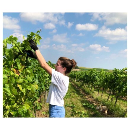 Helfende Hände - Tochter Anna bei der Weingartenarbeit, © Bio Weingut Hörmann