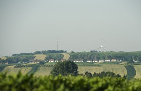Landschaft mit Weinbergen, Kellergasse und Windrädern im Hintergrund.