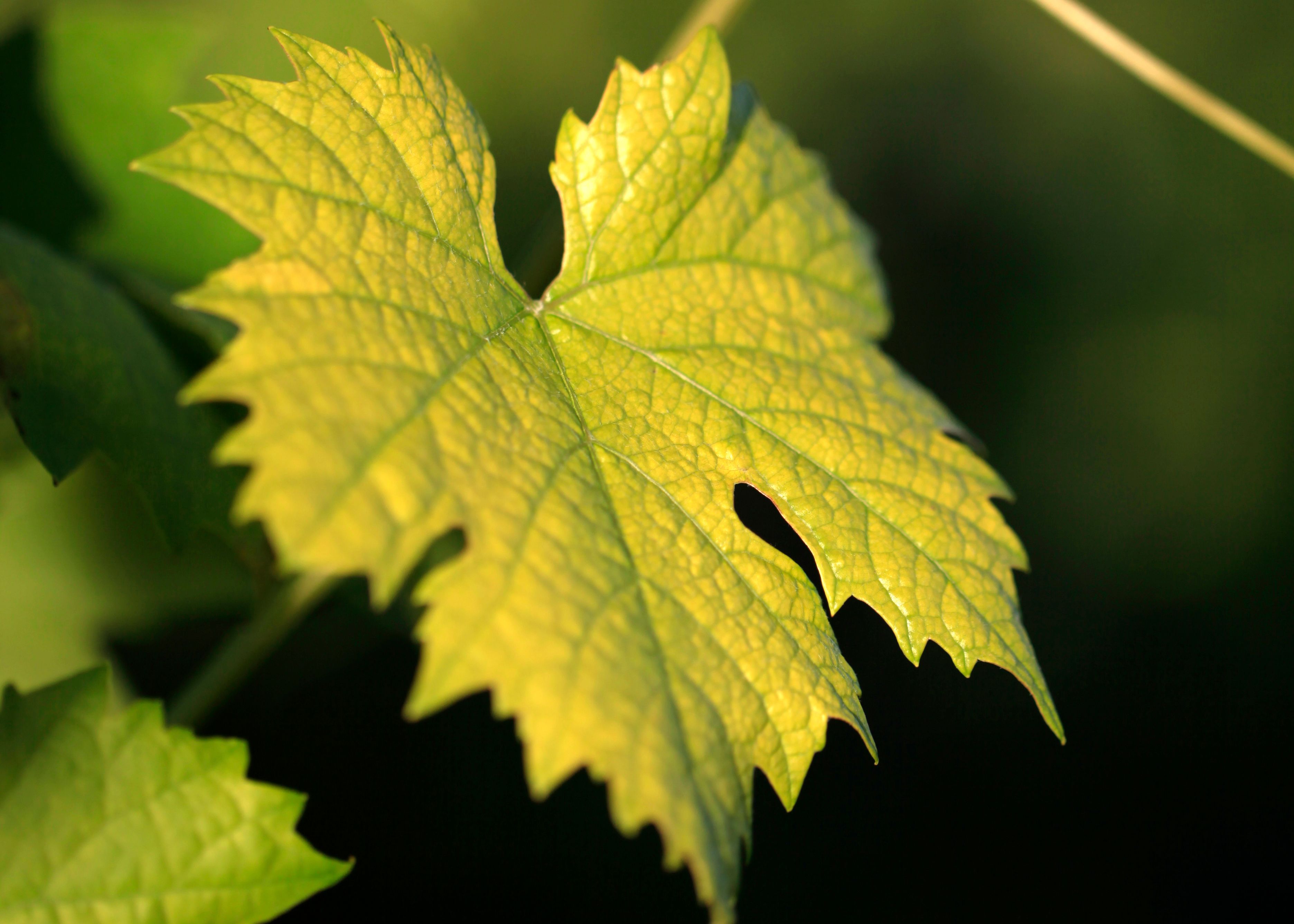 Nahaufnahme eines Weinblatts im Sonnenlicht.