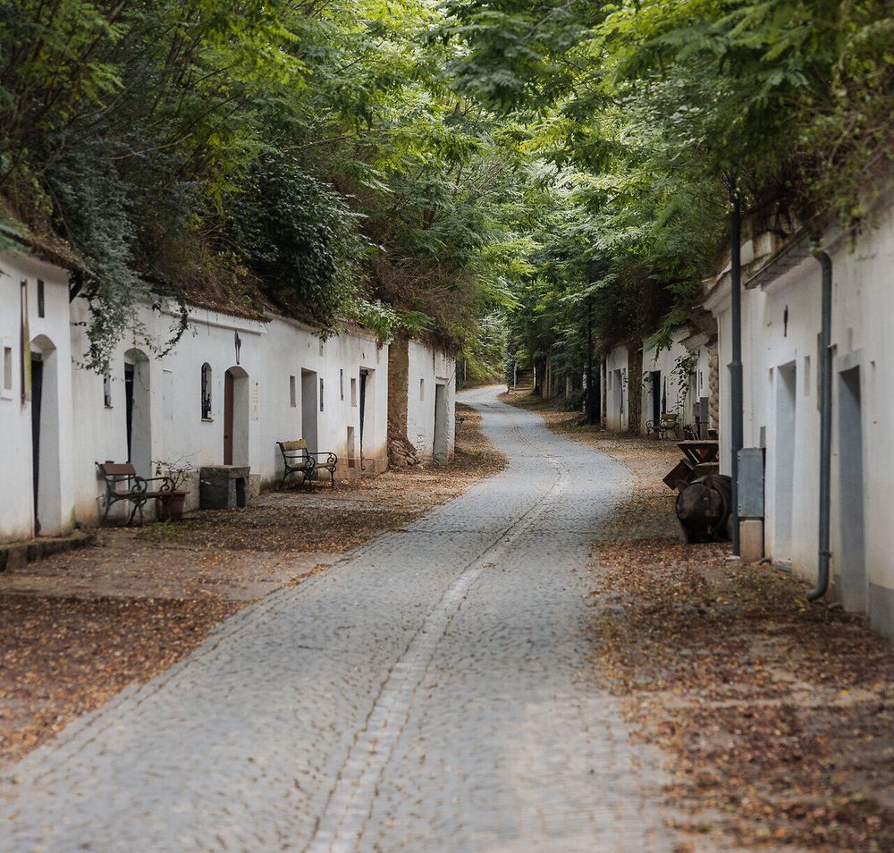 Eine Hohlwegkellergasse mit Kopfsteinpflaster ist mit Robinien überwachsen, weiß gekalkte Keller liegen links und rechts im Löss.