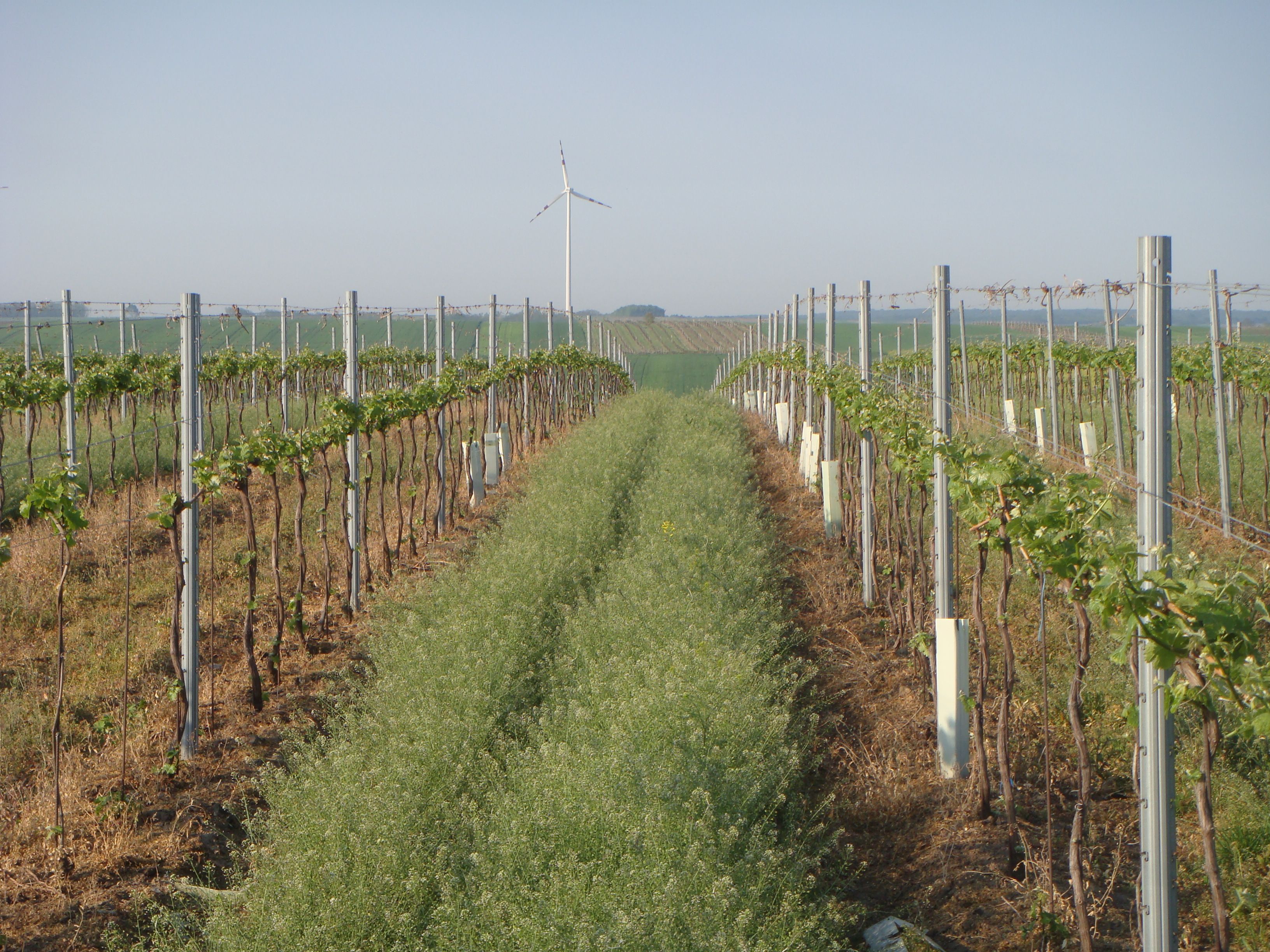 Weinreben in Reihen mit Windrad im Hintergrund.