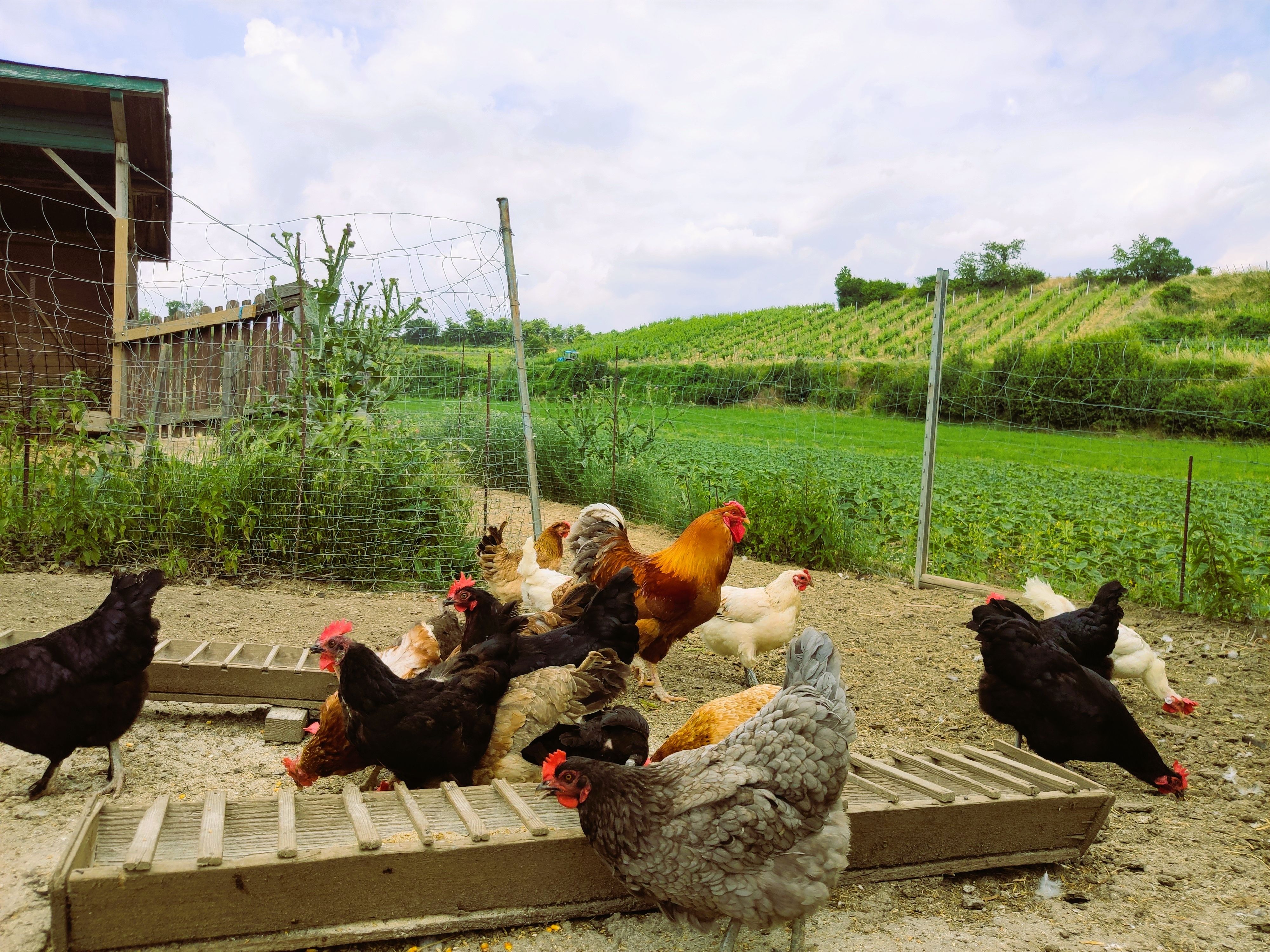 Niekoľko sliepok oplotených v popredí