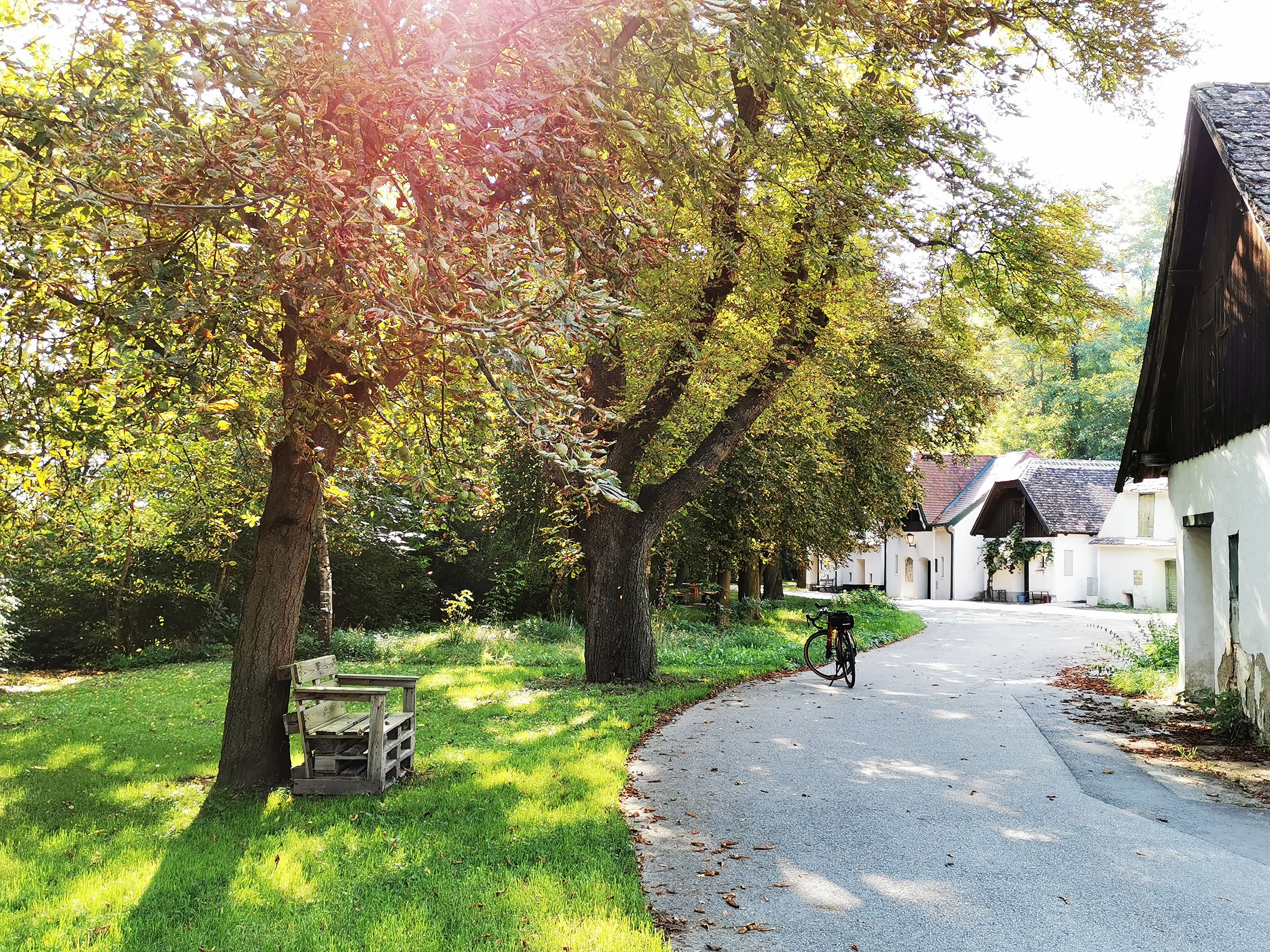 Ein sonniger Weg mit Bäumen und einem Fahrrad, das an einem Baum lehnt. Im Hintergrund sind weiße Gebäude zu sehen.
