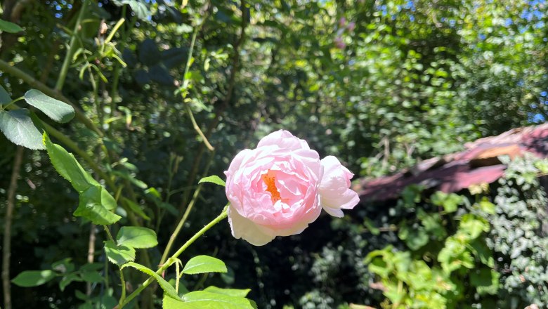 Eine zartrosa Rose in einem sonnigen Garten mit viel Gr&uuml;n im Hintergrund.