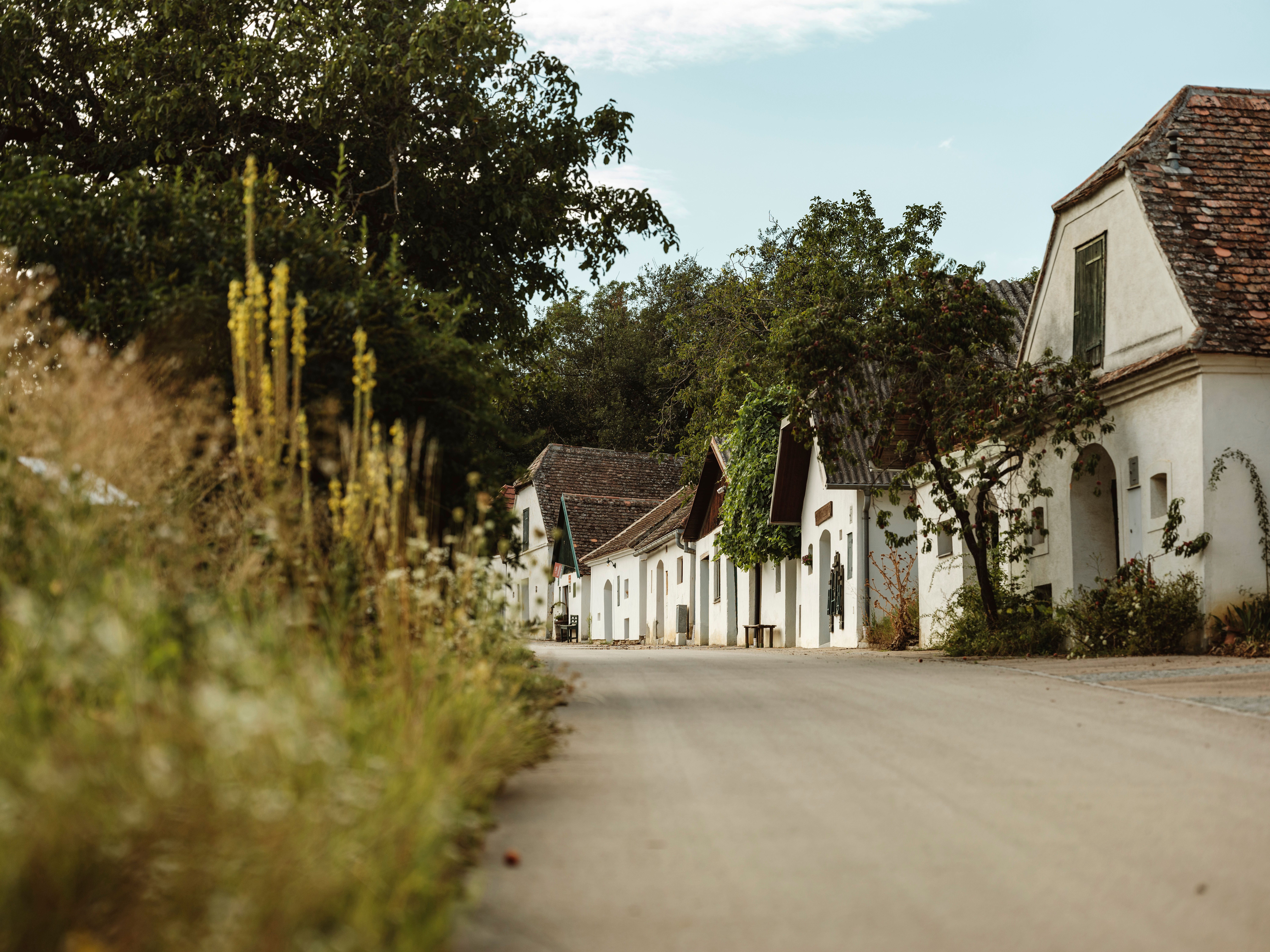 Eine malerische Kellergasse mit weißen Gebäuden und Bäumen in Mailberg.