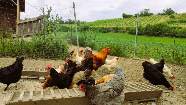 Mehrere Hühner eingezäunt im Vordergrund