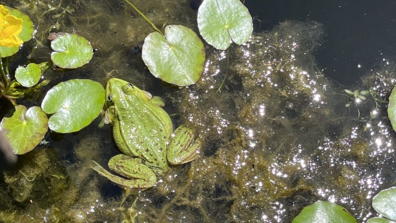 Ein gr&uuml;ner Frosch sitzt auf Wasserpflanzen in einem Teich, umgeben von Seerosenbl&auml;ttern und Sonnenlichtreflexionen.
