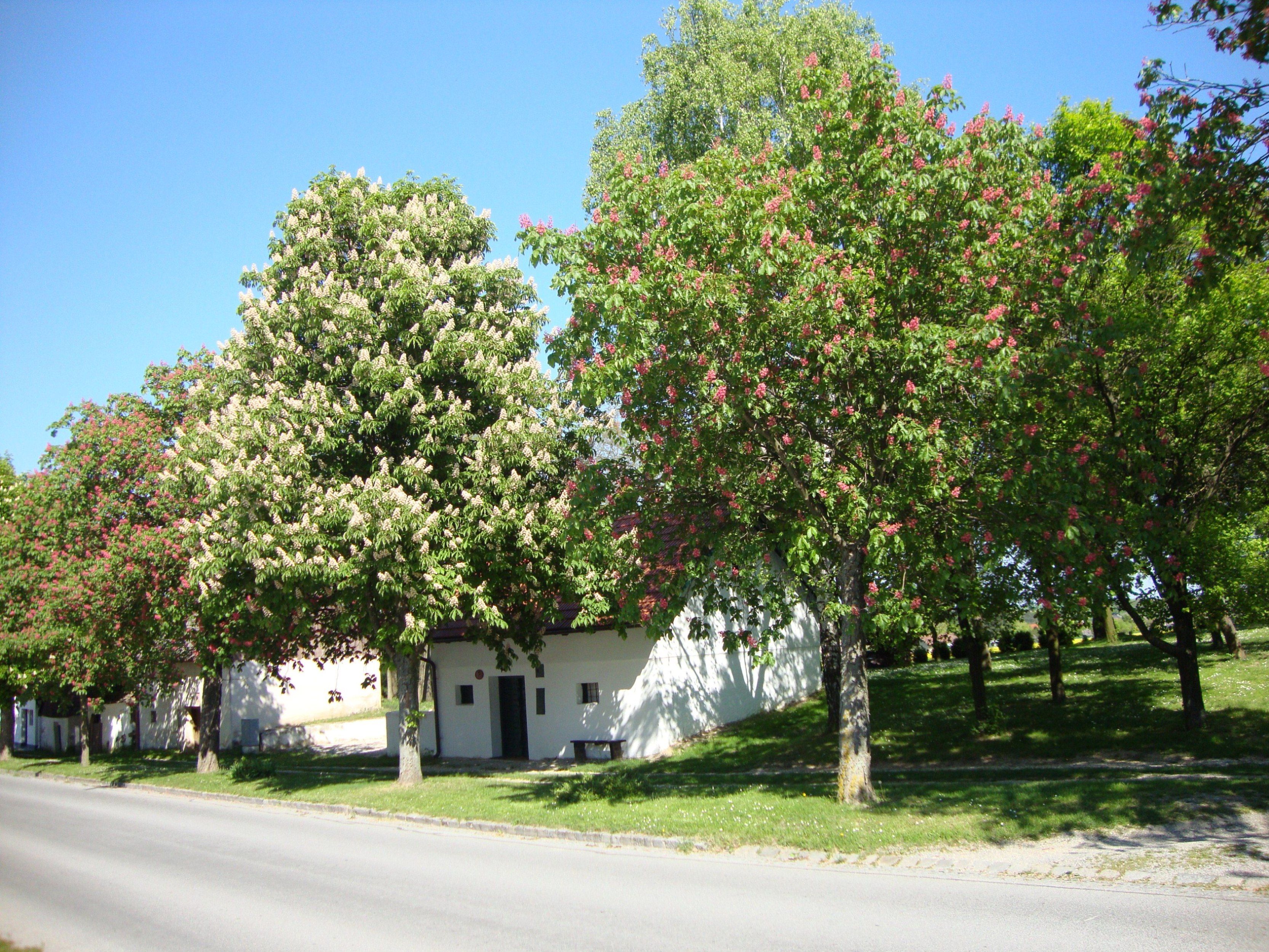 Blühende Kastanienbäume entlang einer Straße vor einem weißen Gebäude.