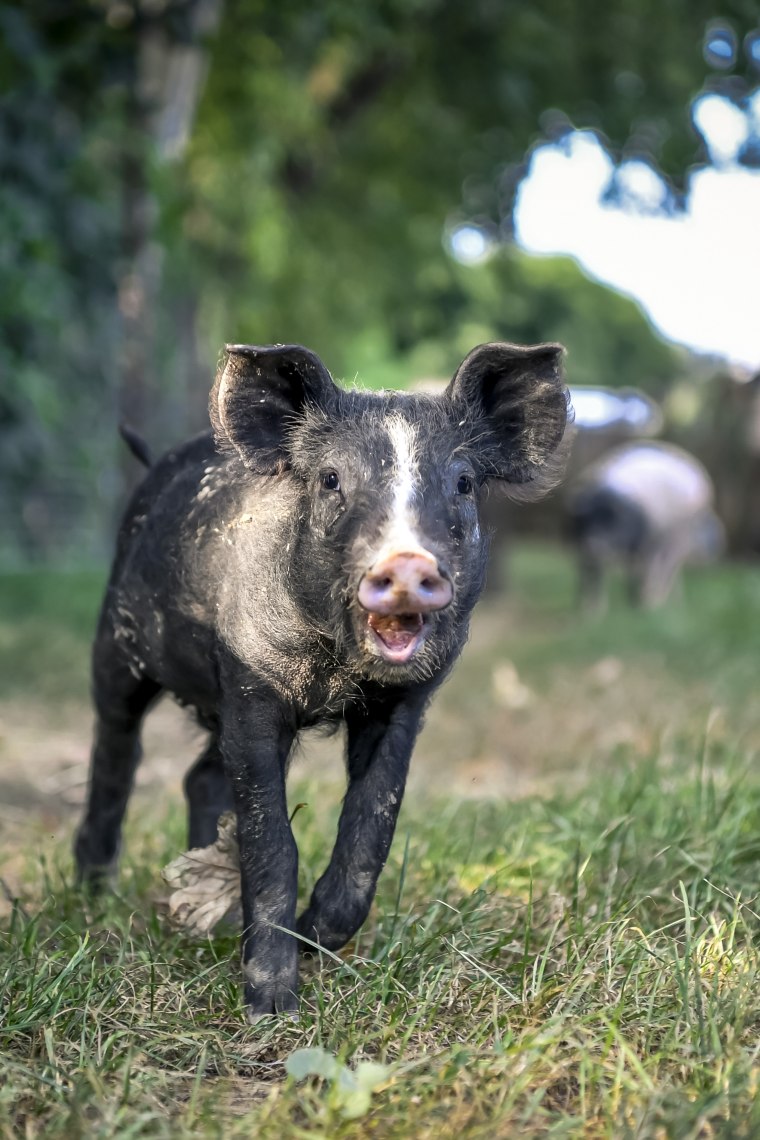Schwein, © Weinviertel Tourismus / POV_Herbst