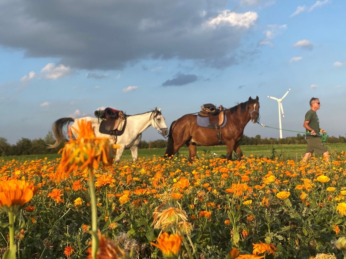 Ein Mann führt zwei Pferde durch ein Feld voller orangefarbener Blumen, im Hintergrund ist ein Windrad zu sehen.