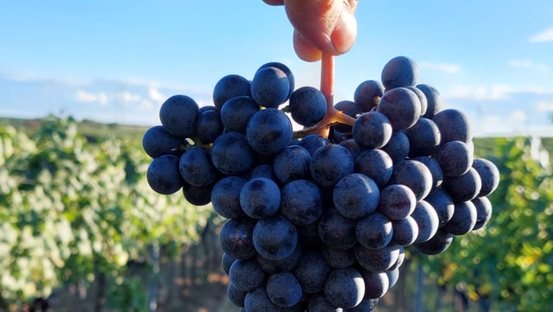 Eine Hand hält eine Traube in einem Weinberg bei blauem Himmel.