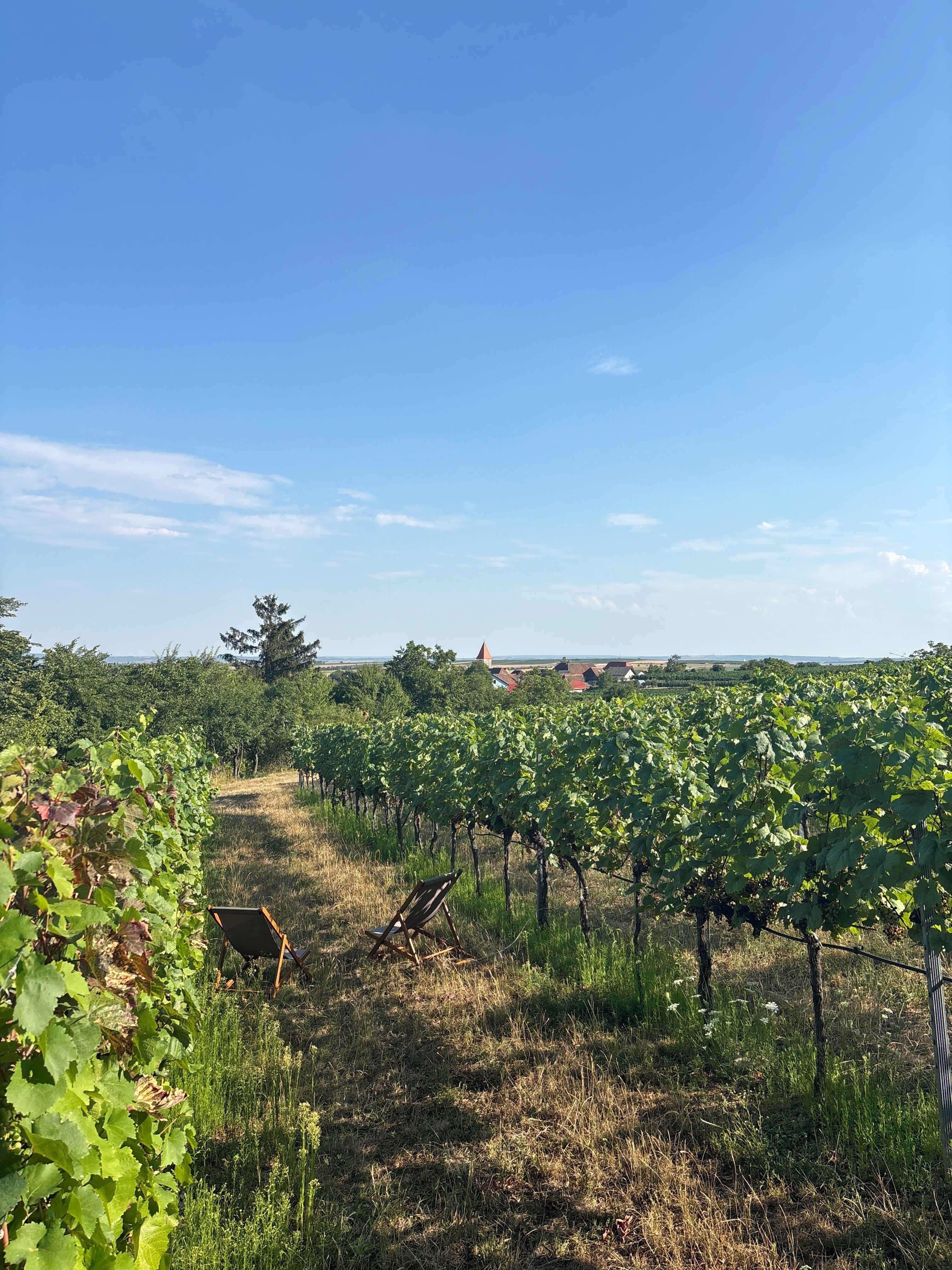 Weingarten mit zwei Liegestühlen auf einem Grasweg, Blick über Reben auf ein Dorf mit Kirchturm unter blauem Himmel.