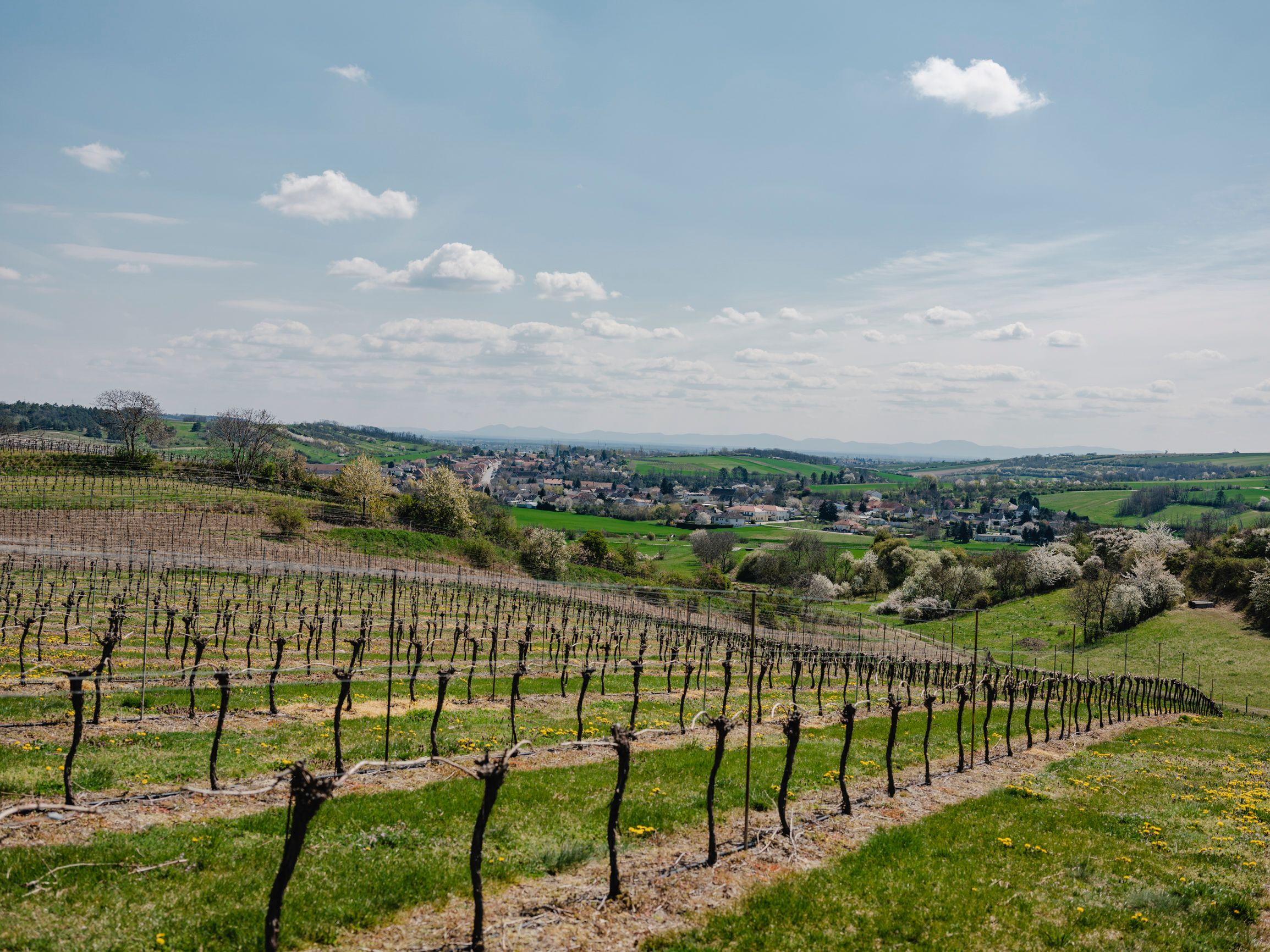 Weinberge mit Dorf im Hintergrund unter blauem Himmel.
