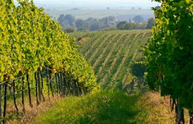 Retzbacher W&uuml;nschelrutenweg grenz&uuml;berschreitend, &copy; Weinviertel Tourismus / Wolfgang Gerzer