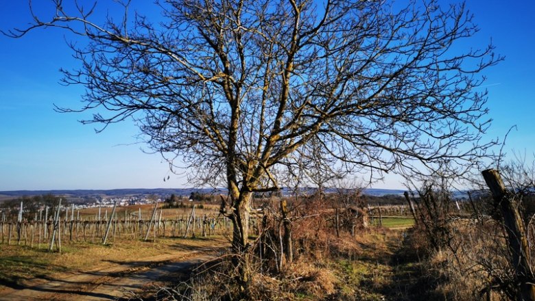 Landschaft mit kahlem Baum und Weinbergen unter blauem Himmel.