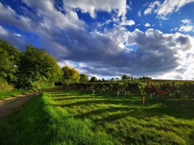 Das sanfth&uuml;gelige Pulkautal im Sp&auml;tsommer, &copy; Weinstra&szlig;e Weinviertel West