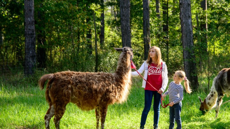 Zwei Kinder f&uuml;hren ein Lama im Wald spazieren.