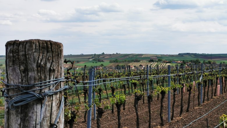 Weinberge mit Pfosten im Vordergrund und H&uuml;geln im Hintergrund.