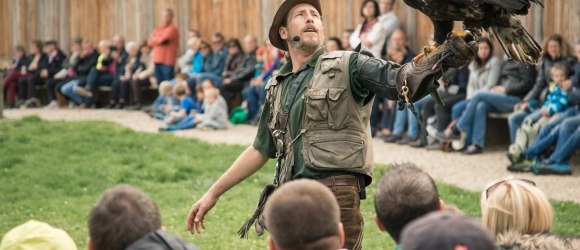 Die Könige der Lüfte können im Falkenhof am Heldenberg hautnah erlebt werden ..., © Peter Hruska