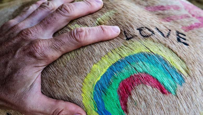 Horse moments, © Cornelia Ulrich