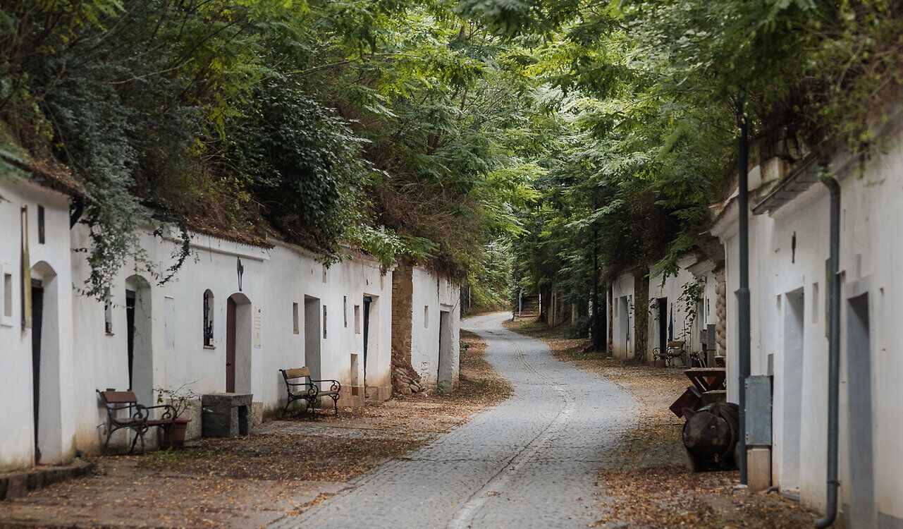 Eine Hohlwegkellergasse mit Kopfsteinpflaster ist mit Robinien überwachsen, weiß gekalkte Keller liegen links und rechts im Löss.