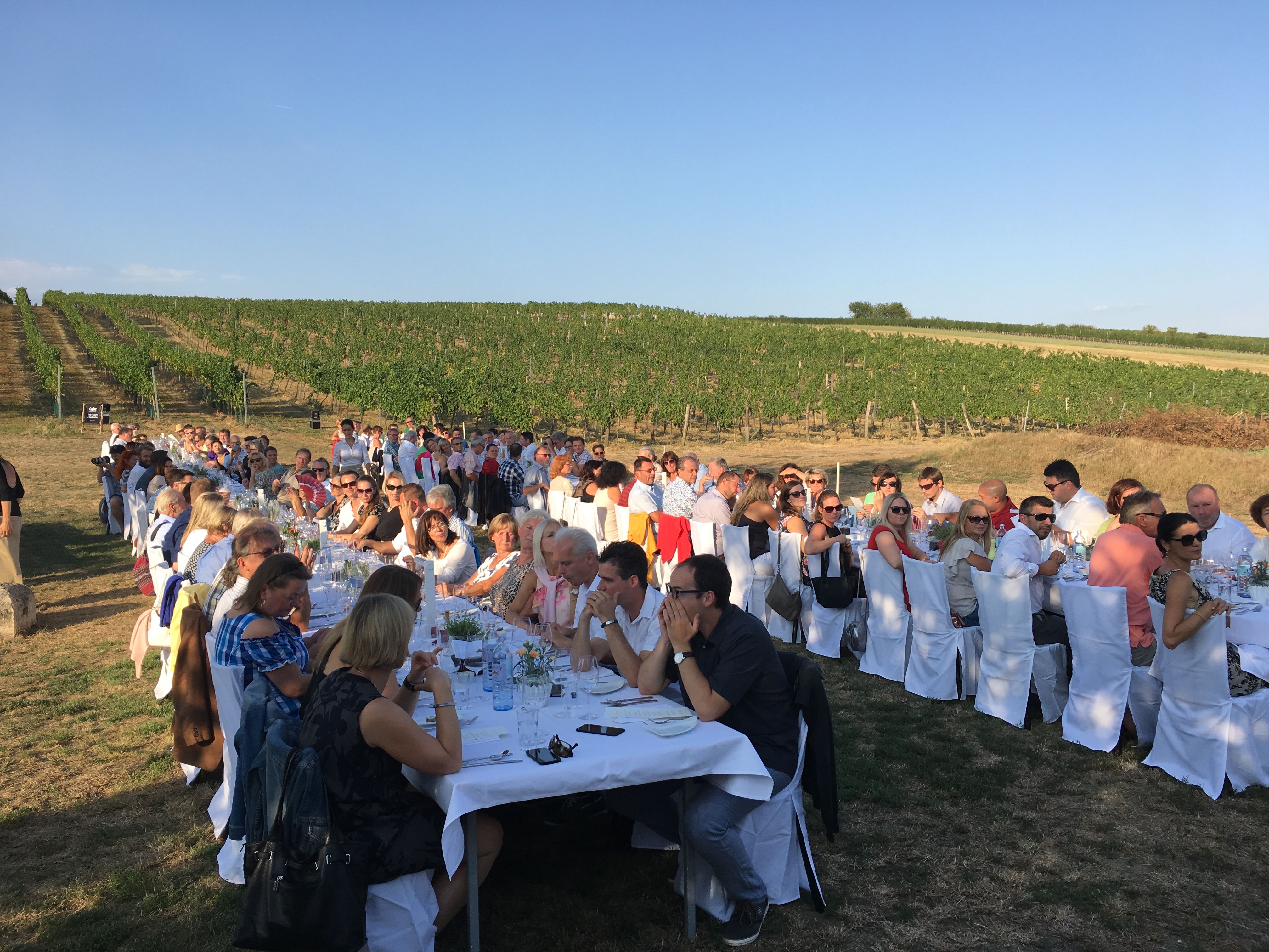 Menschen sitzen an langen Tischen in einem Weinberg bei sonnigem Wetter.