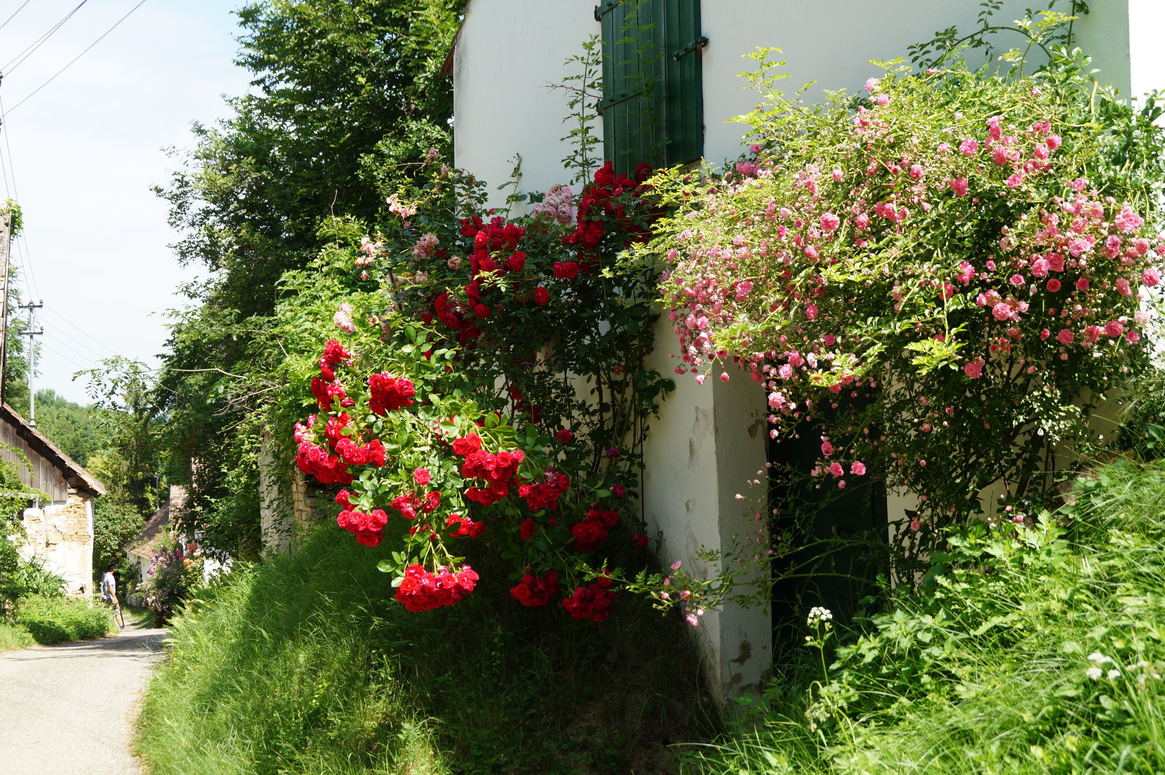 Ein schmaler Weg mit blühenden roten und rosa Rosen an einem weißen Gebäude.
