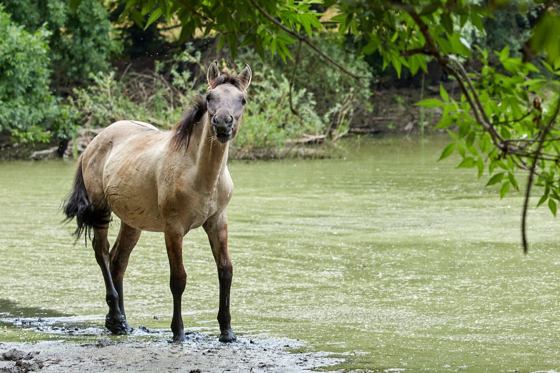 Ein majestätischer Storch steht am Ufer, umgeben von der ruhigen Wasseroberfläche, die das Grün der Bäume widerspiegelt. Die friedliche Atmosphäre lädt dazu ein, die Schönheit der Natur zu genießen und die frische Luft des Weinviertels zu atmen.
