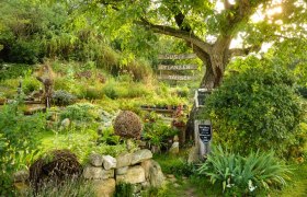 Susi’s Pflanzentausch, © Susanne Mitas