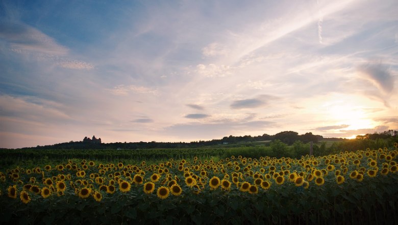 Field of sunflowers with Kreuzenstein Castle in the background at sunset.