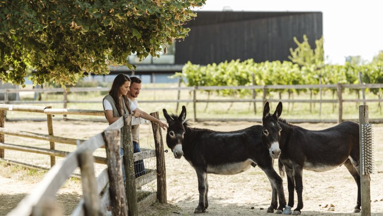 Tiererlebnis im Weinviertler Museumsdorf, &copy; Weinviertel Tourismus / Michael Reidinger
