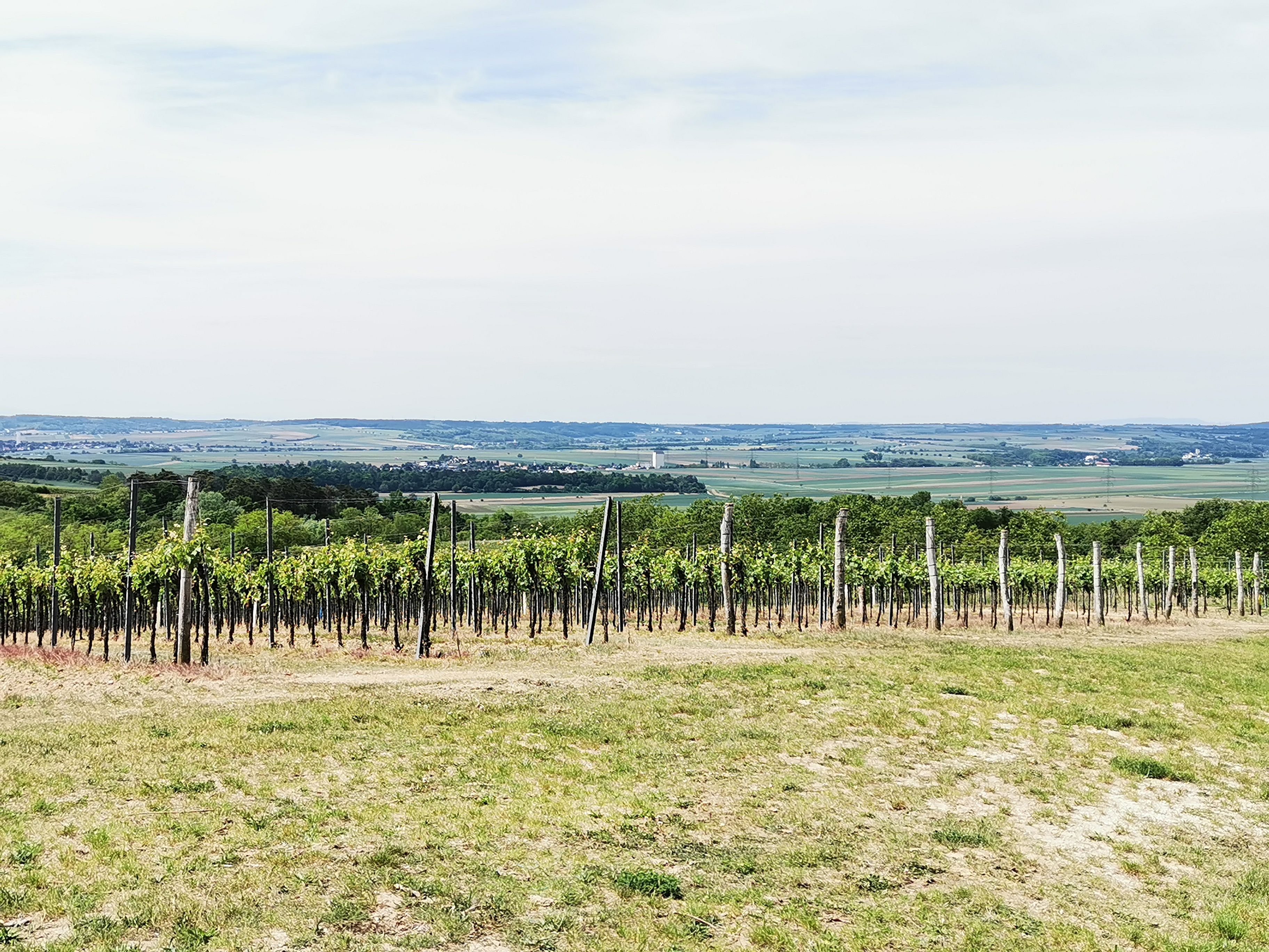 Vinohrady v oblasti Weinviertel s nádherným výhľadom na krajinu.