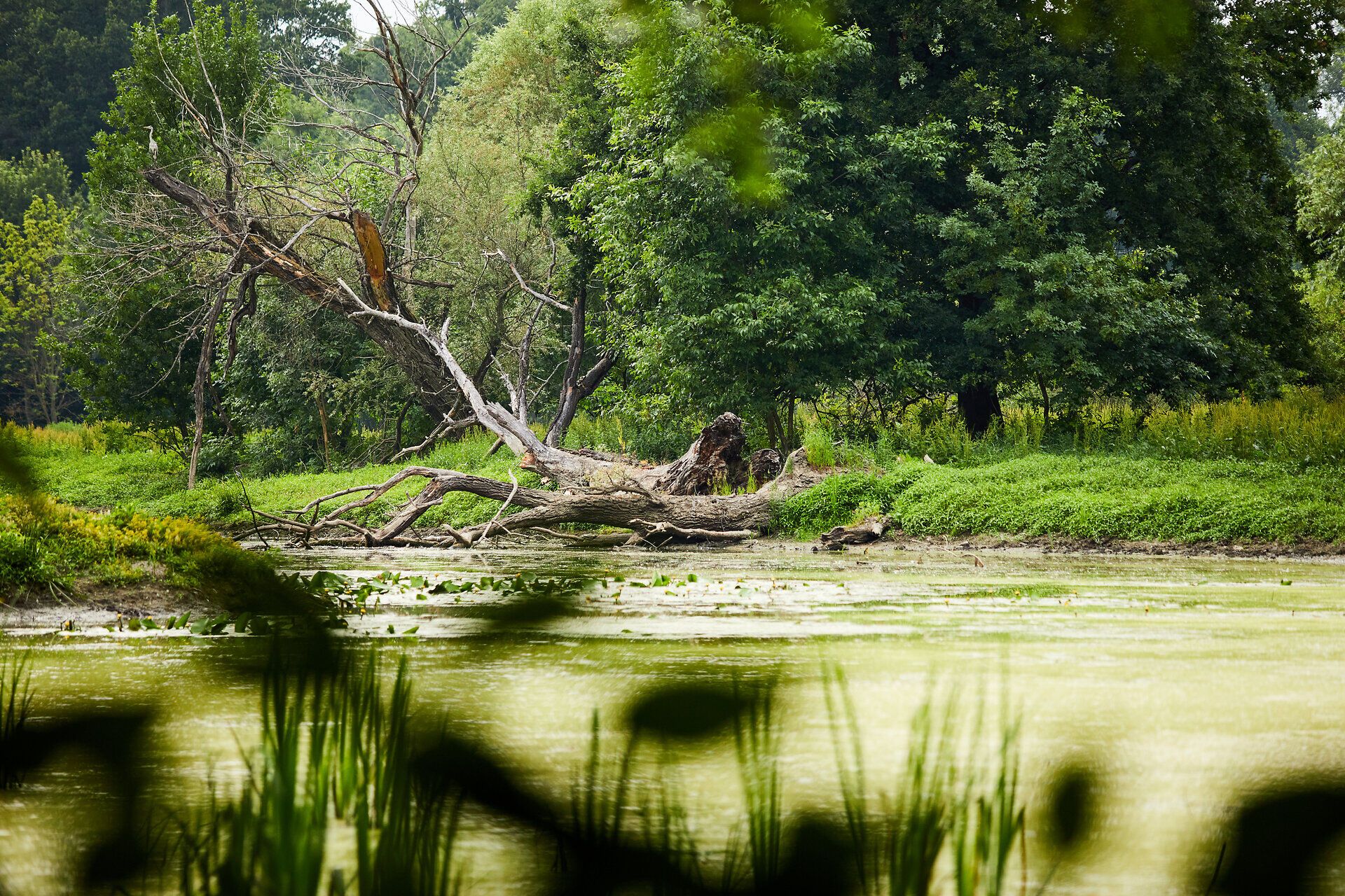 Ein ruhiger Fluss schlängelt sich durch die üppige Landschaft, während alte Bäume ihre knorrigen Äste ins Wasser strecken. Die sanften Hügel im Hintergrund laden zu einem entspannenden Spaziergang ein, wo die Natur in voller Pracht erblüht.