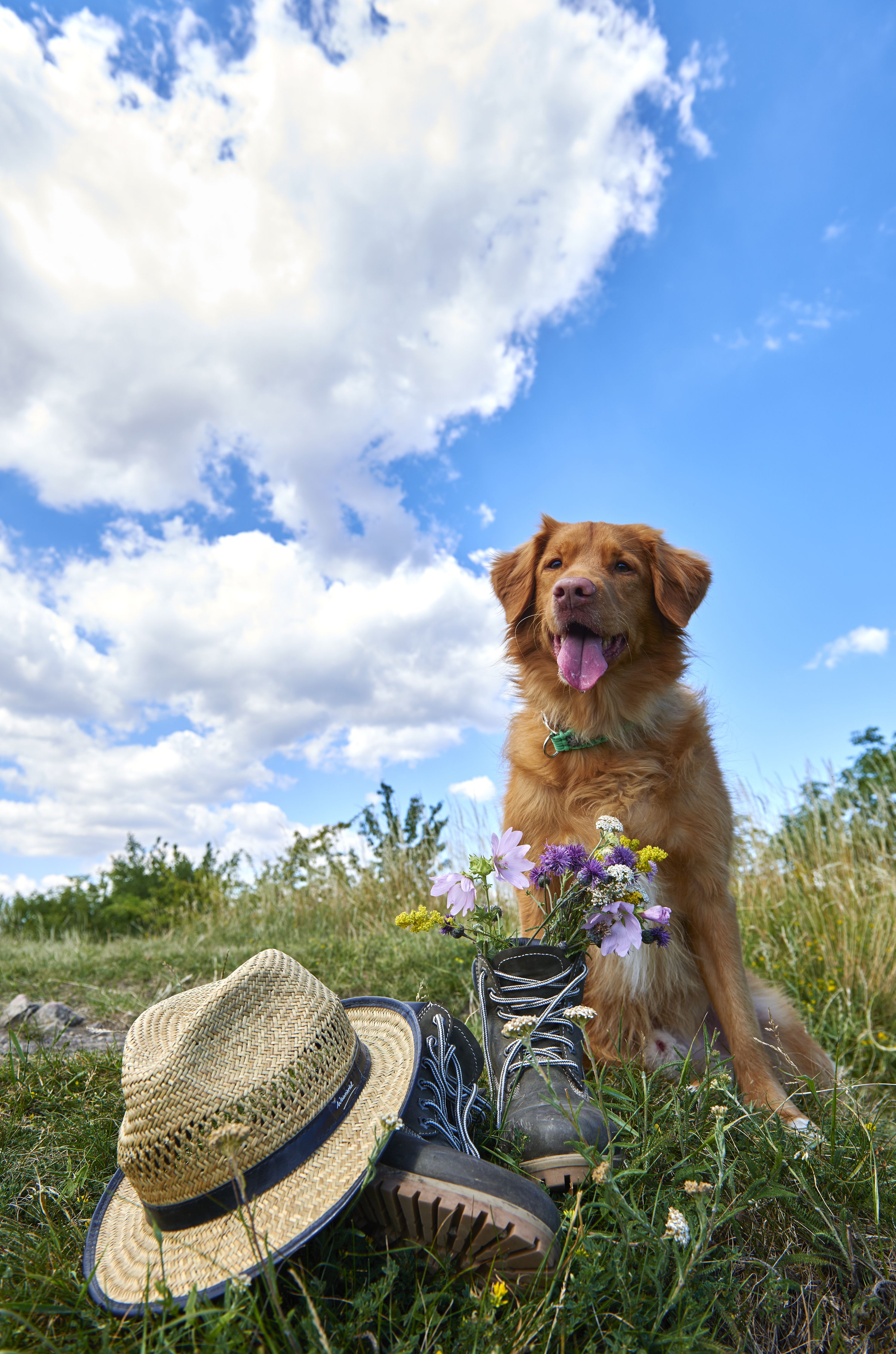 Ein brauner Hund sitzt fröhlich in einer grünen Wiese, vor ihm liegen Wanderschuhe mit Blumen und ein Weinviertel Hut auf dem Gras. 