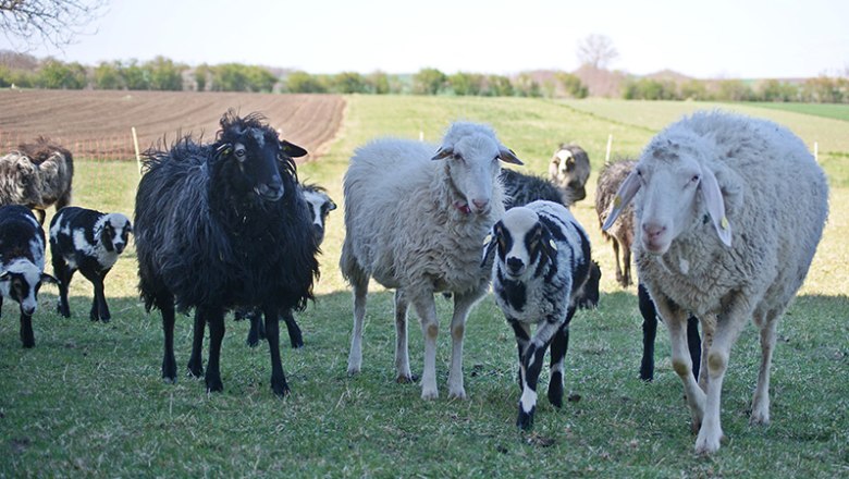 Steinschafe, &copy; Quantlwirtschaft