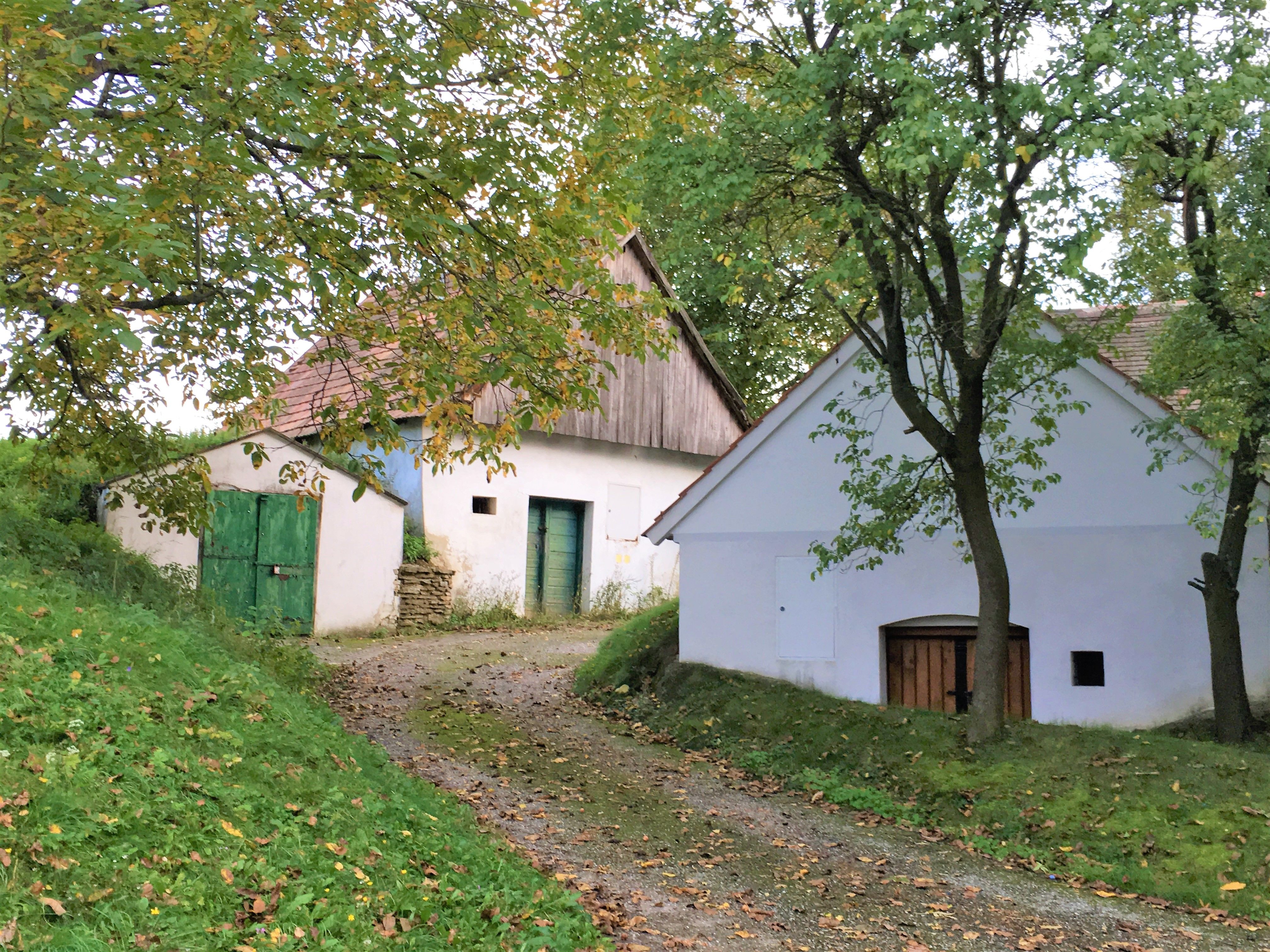 Kellergasse Ameis mit weißen Gebäuden und grünen Türen, umgeben von Bäumen und Gras.