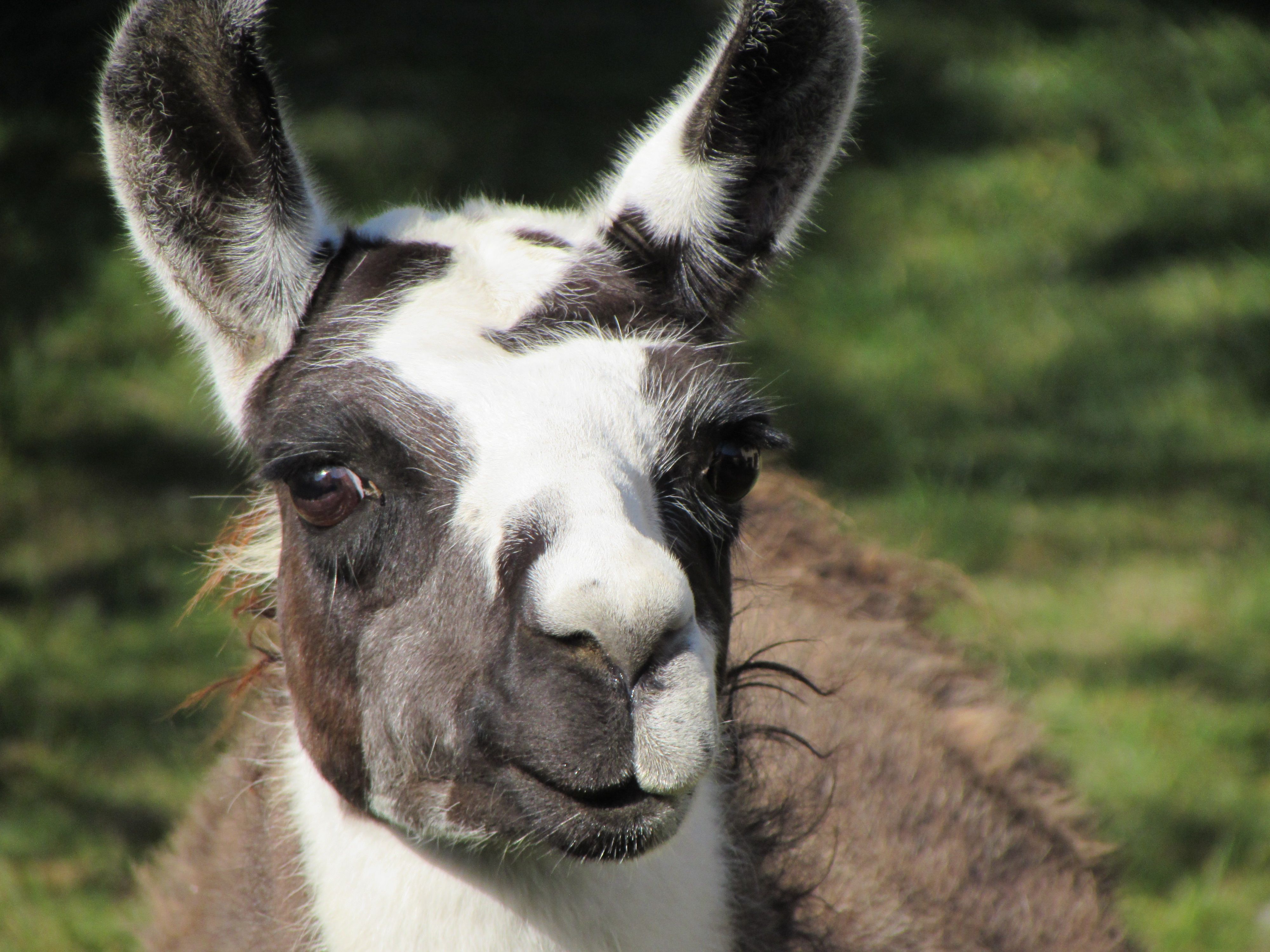 Nahaufnahme eines Lamas mit braun-weißem Fell und aufmerksamen Blick.