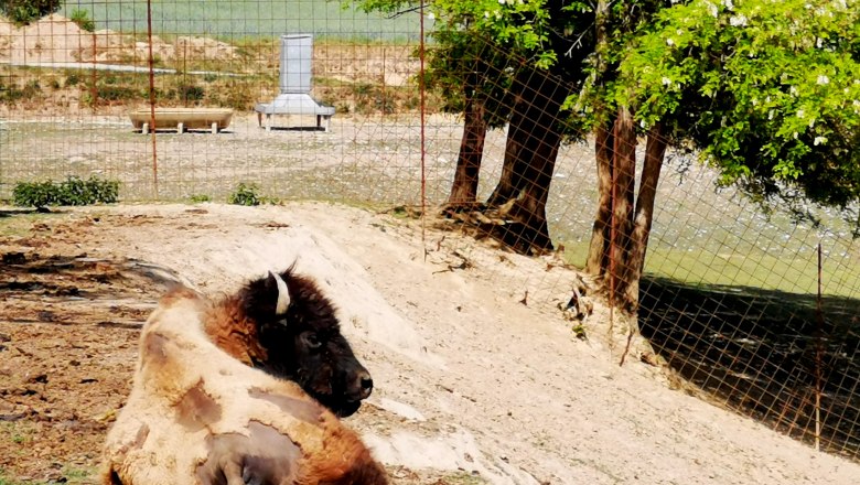 A bison lies in an enclosure on sandy ground, surrounded by a fence and trees.