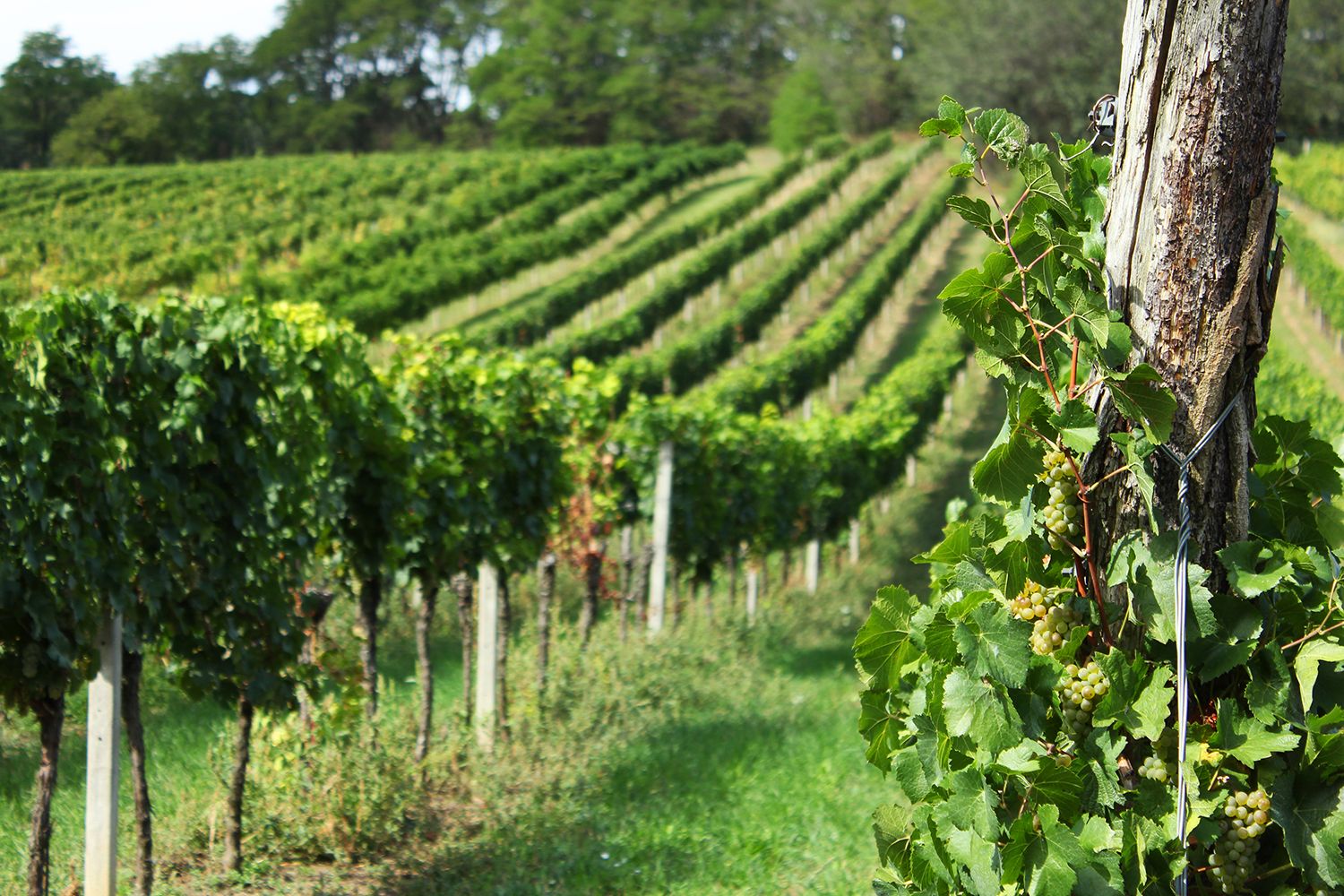 Vines in a sunny vineyard with green leaves and grapes.