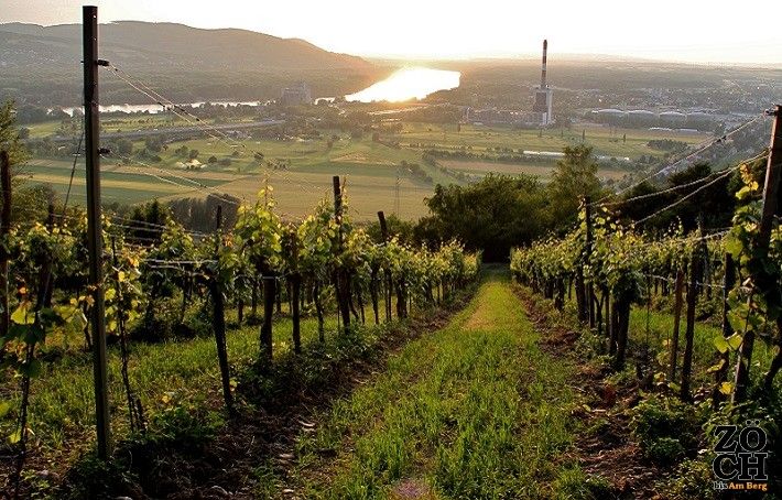 Vineyard with a view of a town and river at sunset.