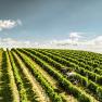 Tractor in a sunny vineyard with green rows of vines.
