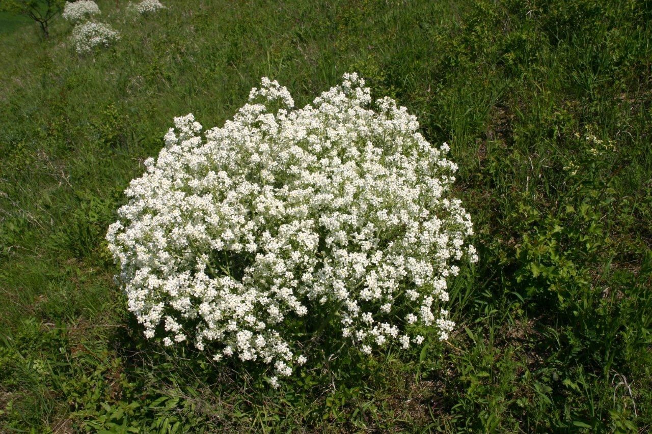Ein großer Strauch mit weißen Blüten auf einer grünen Wiese.