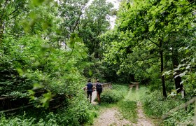 Den Auwald entdecken, © Weinviertel Tourismus / Schwarz-König und Sinzinger