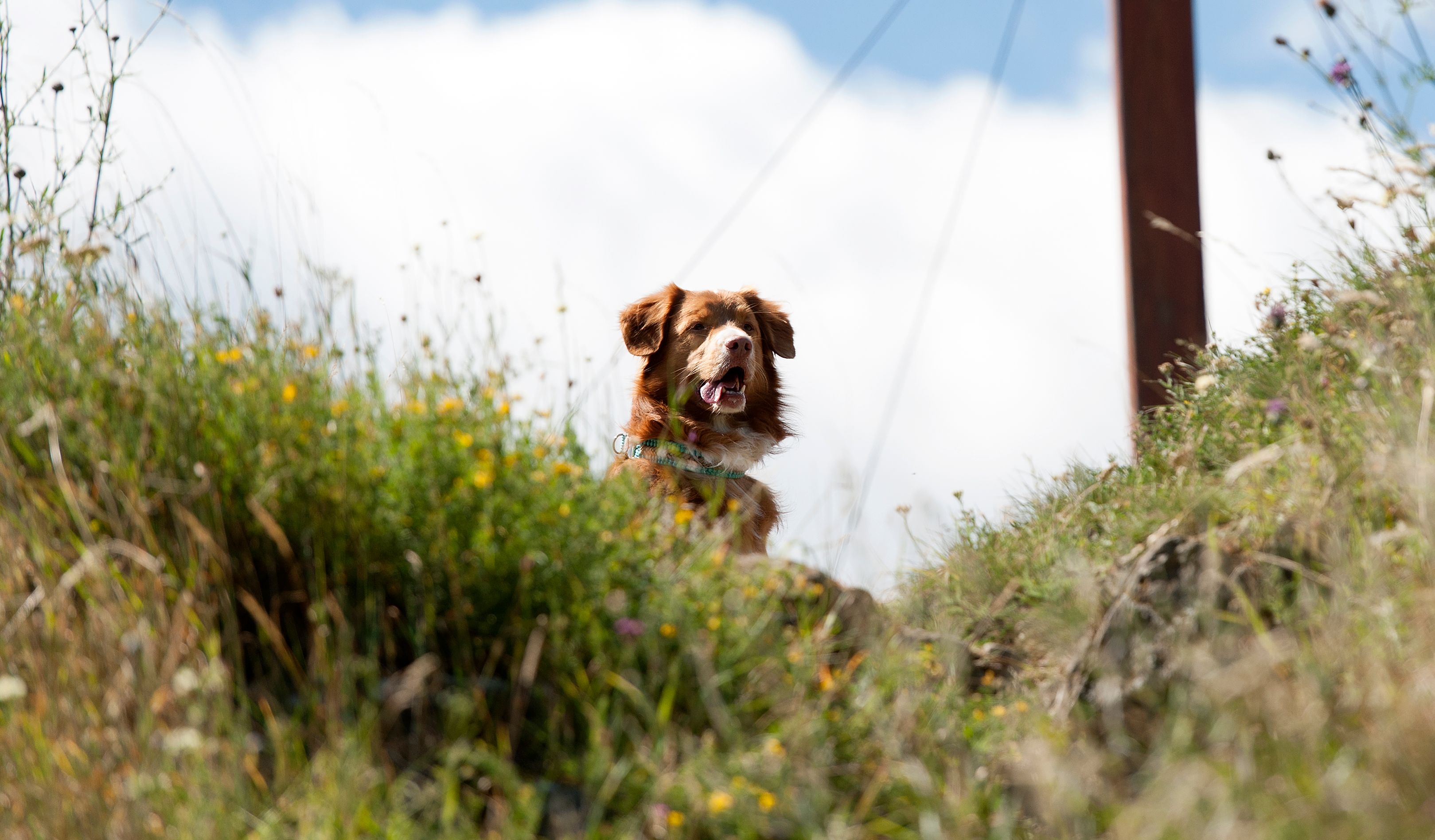 Ein brauner Hund sitzt in einer grünen Wiese vor dem Buschberg-Gipfelkreuz. 