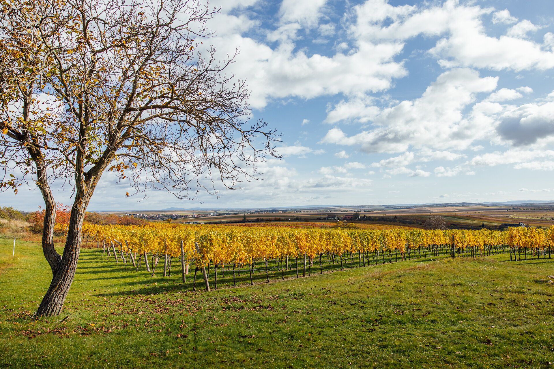 Über einen gelb verfärbten Weingarten fällt der Blick auf die sanft-hügelige, herbstliche Weinviertler Landschaft. 