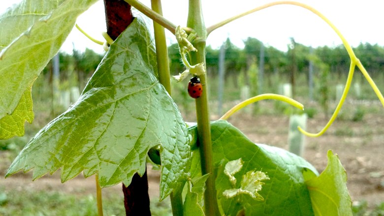 Ein Marienkäfer auf einem Weinstock im Weingarten.