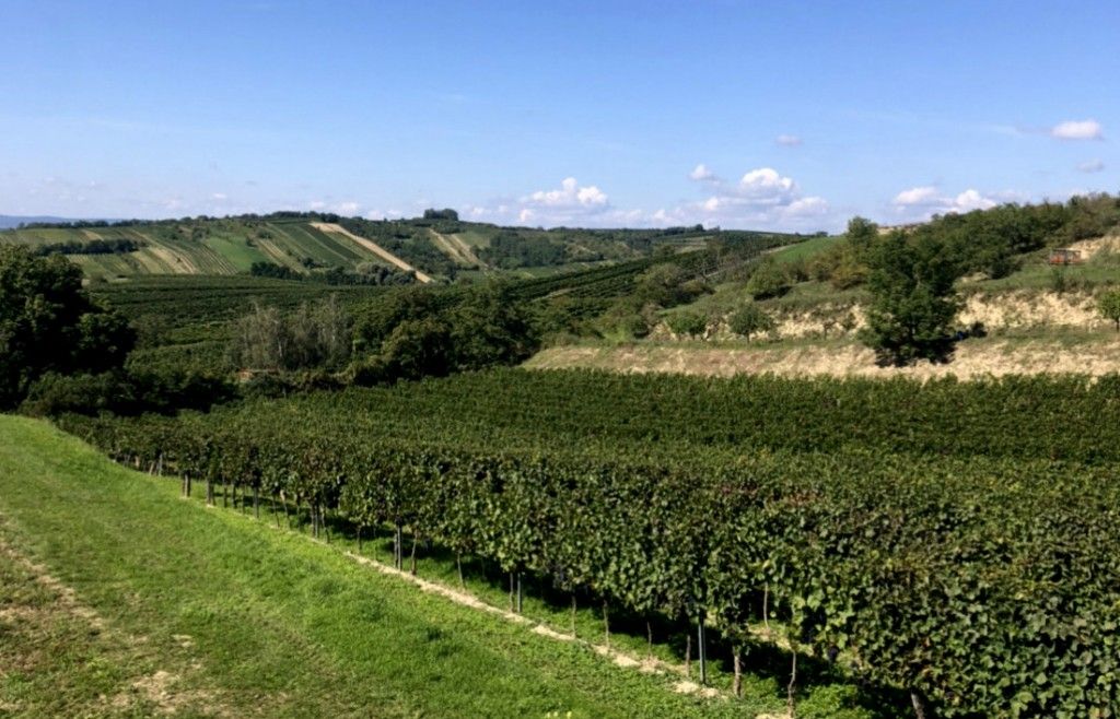 Blick auf die Alberndorfer Weinrieden